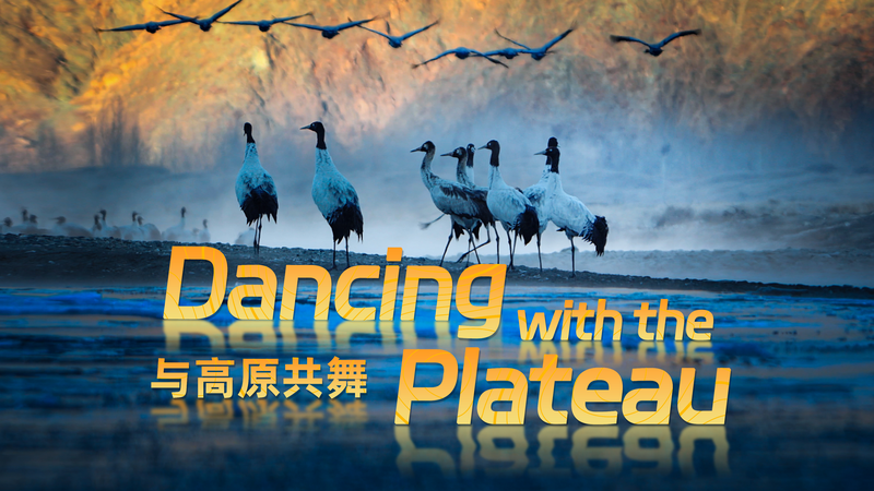 4K_Documentary_Unveils_the_Secret_Life_of_Black_Necked_Cranes_on_the_Qinghai_Tibet_Plateau video poster