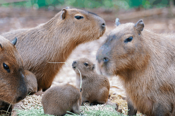 Yunnan Wildlife Park’s Adorable Newcomers Charm Holiday Visitors Yunnan Wildlife Park’s Adorable Newcomers Charm Holiday Visitors