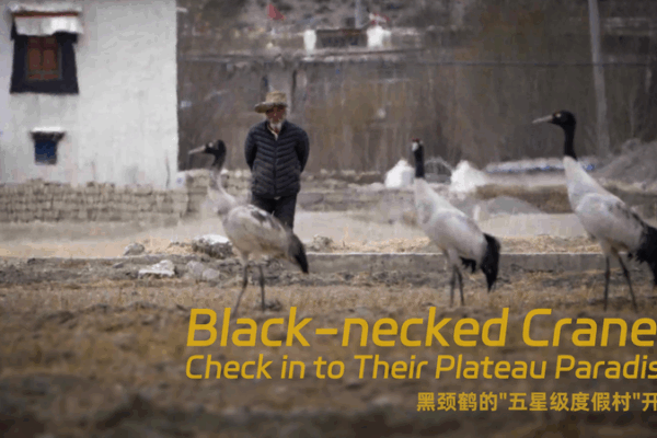 Black-Necked Cranes Winter in Xizang’s Plateau Paradise Black-Necked Cranes Winter in Xizang’s Plateau Paradise video poster