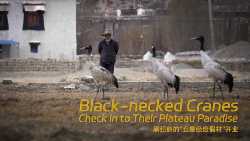 9IDZZBM6WSF8IUSNADFL - My Global News: Voices of a New Era Black-Necked Cranes Winter in Xizang’s Plateau Paradise video poster
