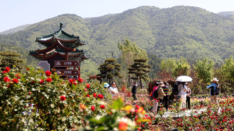 AI_Meets_Blossoms__How_Rose_Tech_is_Blooming_Tourism_in_Beijing - My Global News: Voices of a New Era AI_Meets_Blossoms__How_Rose_Tech_is_Blooming_Tourism_in_Beijing