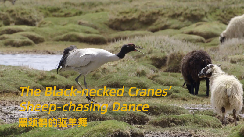Black-necked Cranes’ Sheep-Chasing Dance Celebrates Biodiversity Day Black-necked Cranes’ Sheep-Chasing Dance Celebrates Biodiversity Day video poster