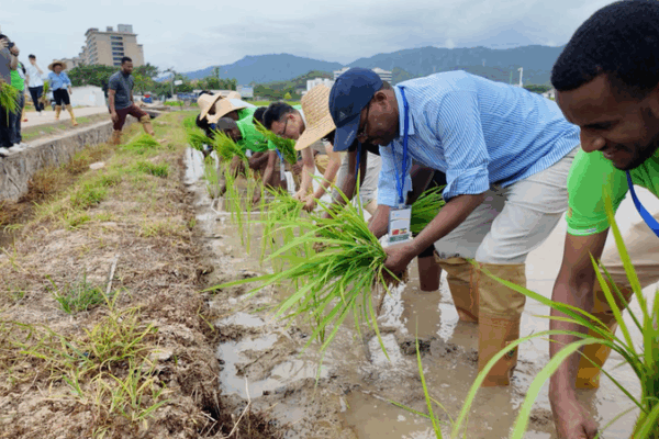 African Delegates Complete Sustainable Perennial Rice Training in China African_Delegates_Complete_Sustainable_Perennial_Rice_Training_in_China