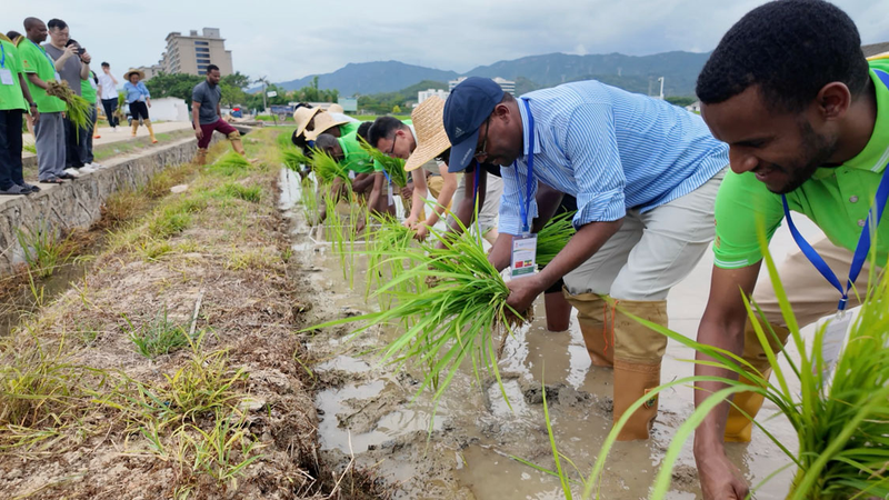 African_Delegates_Complete_Sustainable_Perennial_Rice_Training_in_China