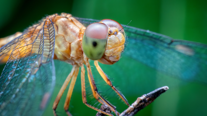 Animal_Intelligence_Sparks_Next_Wave_of_Tech_Innovation