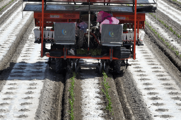 BeiDou Powers Mechanized Tomato Transplantation in Xinjiang BeiDou_Powers_Mechanized_Tomato_Transplantation_in_Xinjiang video poster