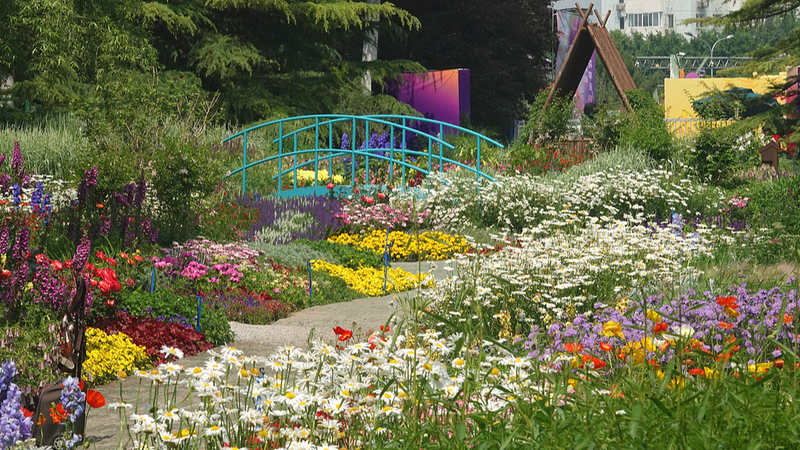 Beijing_s_Haidian_Park_Transforms_into_a_Living_Monet_Garden