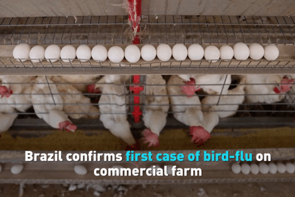 Brazil’s First Commercial Bird Flu Outbreak Shakes Poultry Trade Brazil_s_First_Commercial_Bird_Flu_Outbreak_Shakes_Poultry_Trade video poster