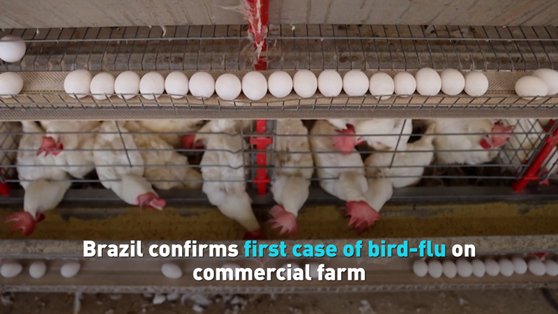 Brazil_s_First_Commercial_Bird_Flu_Outbreak_Shakes_Poultry_Trade video poster