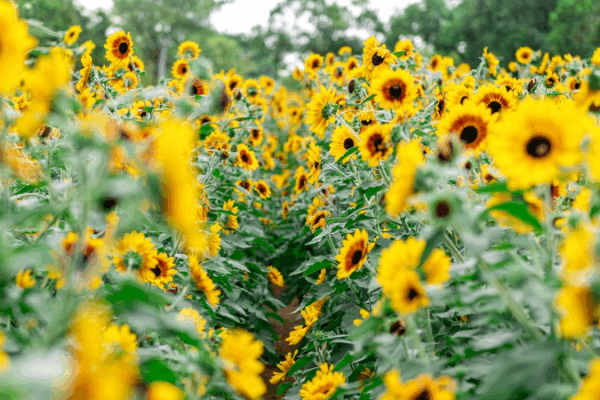 Golden Glow: Shenzhen’s 3,000m² Sunflower Sea at Civic Center Golden Glow: Shenzhen's 3,000m² Sunflower Sea at Civic Center
