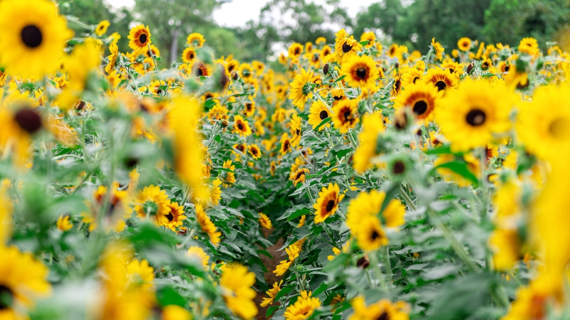 Golden Glow: Shenzhen's 3,000m² Sunflower Sea at Civic Center
