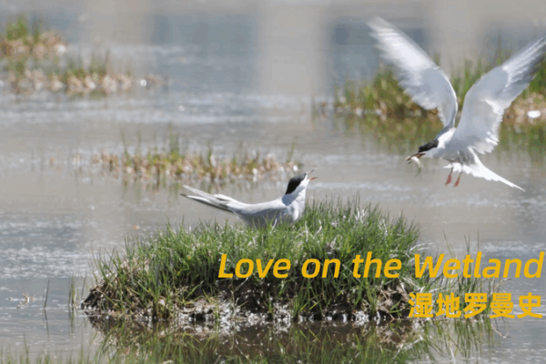 Love on the Wetland: Tern’s Tender Care and Fierce Defense Love on the Wetland: Tern’s Tender Care and Fierce Defense video poster