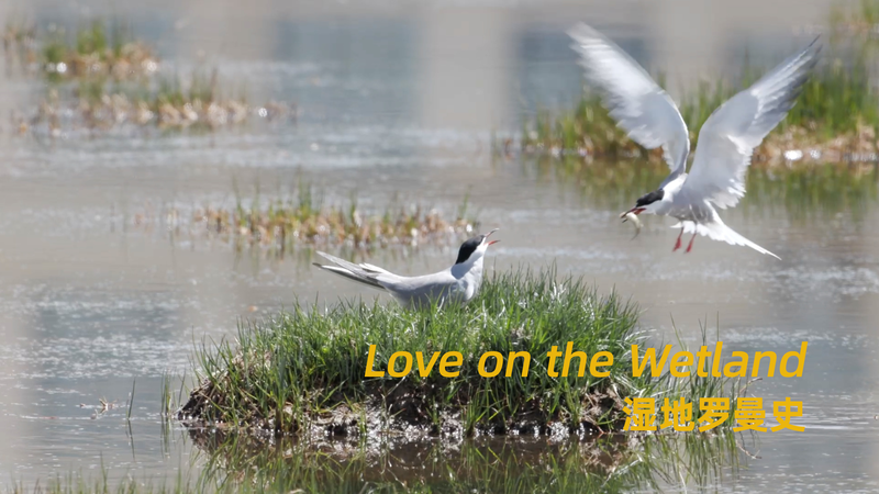 Love on the Wetland: Tern’s Tender Care and Fierce Defense video poster