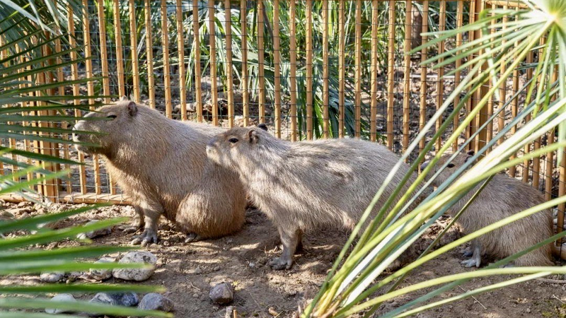 Capybara on the Run: Zoo Offers Free Ticket for Missing Doubao Capybara_on_the_Run__Zoo_Offers_Free_Ticket_for_Missing_Doubao