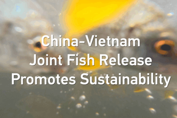 China-Vietnam Joint Fish Release Boosts Sustainability in Beibu Gulf China_Vietnam_Joint_Fish_Release_Boosts_Sustainability_in_Beibu_Gulf video poster