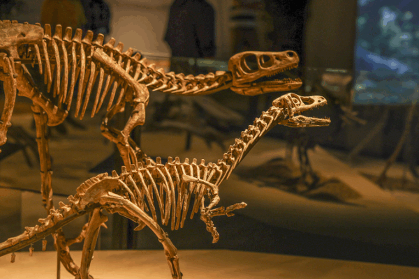China’s Dinosaur World Unearthed in Shanghai: 118 Fossils Chart Earth’s Evolution China_s_Dinosaur_World_Unearthed_in_Shanghai__118_Fossils_Chart_Earth_s_Evolution