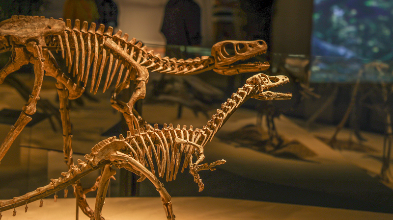 China_s_Dinosaur_World_Unearthed_in_Shanghai__118_Fossils_Chart_Earth_s_Evolution