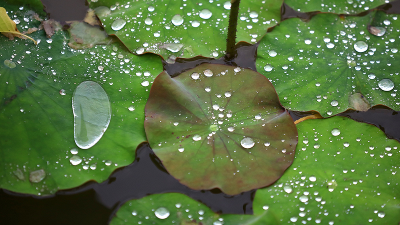 Chinese_mainland_issues_rainstorm_alerts_in_six_regions