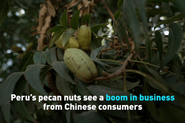 Peru’s Pecans Go Nuts: Boom in Chinese Mainland Demand Peru’s Pecans Go Nuts: Boom in Chinese Mainland Demand video poster