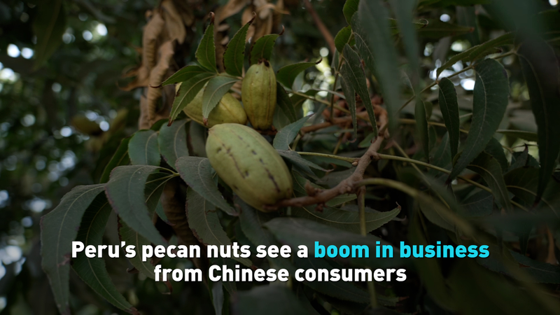 Peru’s Pecans Go Nuts: Boom in Chinese Mainland Demand video poster