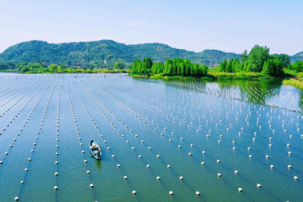 Deqing Pearl Fishery System Honored on FAO’s 2025 GIAHS List Deqing_Pearl_Fishery_System_Honored_on_FAO_s_2025_GIAHS_List