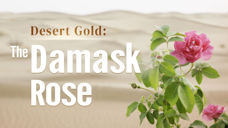 Desert Gold: How Damask Roses Thrive on Silk Road Sands Desert_Gold__How_Damask_Roses_Thrive_on_Silk_Road_Sands video poster