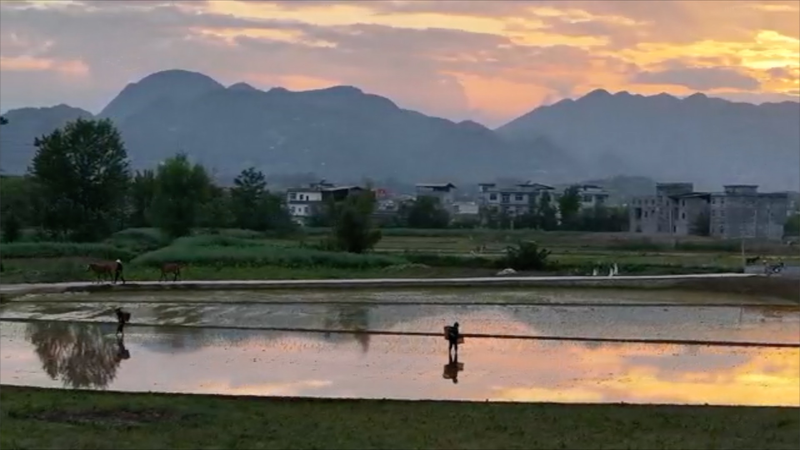 Dusk_Unfolds_Over_Baijia_Village__Chongqing_Farmers_Transplant_Rice_at_Sunset_poster - My Global News: Voices of a New Era Dusk_Unfolds_Over_Baijia_Village__Chongqing_Farmers_Transplant_Rice_at_Sunset video poster