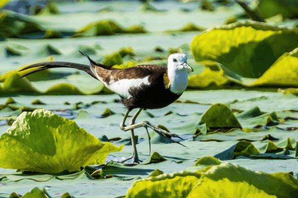 Fairies of the Ripples: Jacanas Find Home in Xianghu Lotus Pond Fairies_of_the_Ripples__Jacanas_Find_Home_in_Xianghu_Lotus_Pond