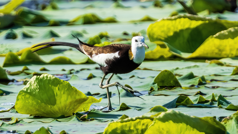 Fairies_of_the_Ripples__Jacanas_Find_Home_in_Xianghu_Lotus_Pond