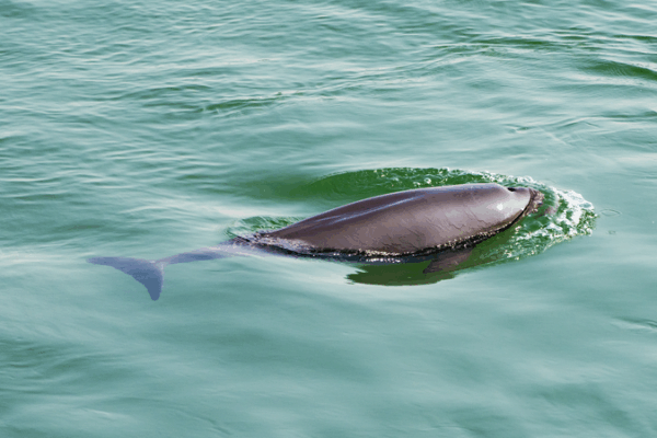Fishing Ban Fuels Aquatic Comeback in Yangtze Basin Fishing_Ban_Fuels_Aquatic_Comeback_in_Yangtze_Basin