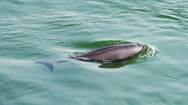 Fishing_Ban_Fuels_Aquatic_Comeback_in_Yangtze_Basin