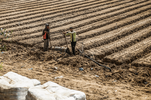 Gaza’s Arable Land Plummets Below 5%, UN Sounds Alarm on Food Security Gaza_s_Arable_Land_Plummets_Below_5___UN_Sounds_Alarm_on_Food_Security