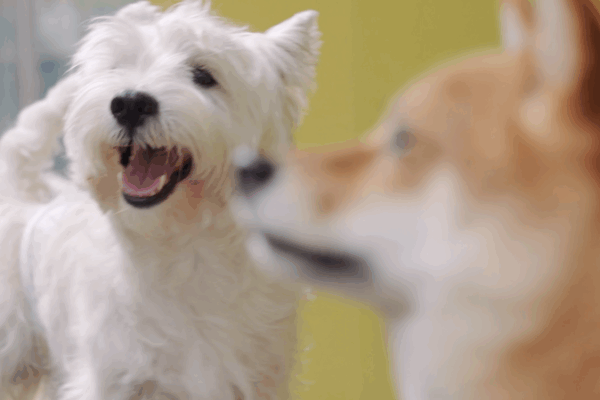 Gen Z Entrepreneurs Redefine Pet Economy with Innovative Spaces Gen_Z_Entrepreneurs_Redefine_Pet_Economy_with_Innovative_Spaces video poster