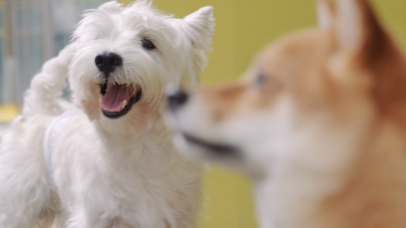 Gen_Z_Entrepreneurs_Redefine_Pet_Economy_with_Innovative_Spaces video poster