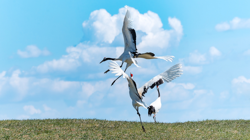 Graceful_Crane_Ballet__Red_Crowned_Cranes_Dazzle_Visitors_in_Qiqihar