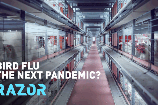 H5N1 Bird Flu: Could This Strain Spark the Next Pandemic? H5N1_Bird_Flu__Could_This_Strain_Spark_the_Next_Pandemic_ video poster