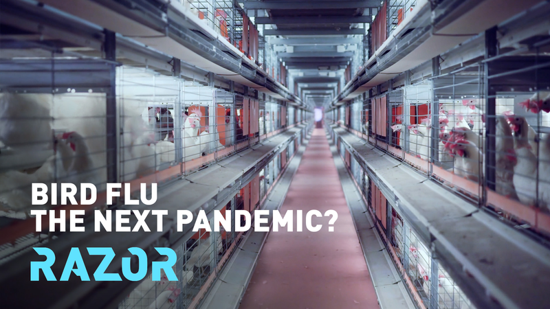 H5N1_Bird_Flu__Could_This_Strain_Spark_the_Next_Pandemic_ video poster