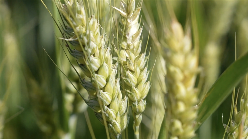 Henan Launches High-Tech Summer Wheat Harvest Amid Drought Henan_Launches_High_Tech_Summer_Wheat_Harvest_Amid_Drought video poster