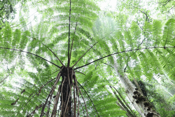 Hidden in Yunnan: 3,000 Ancient Spider-Monkey Tree Ferns Flourish Hidden_in_Yunnan__3_000_Ancient_Spider_Monkey_Tree_Ferns_Flourish