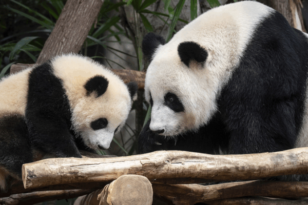 Hong_Kong_Welcomes_Twin_Giant_Panda_Cubs_Jia_Jia_and_De_De