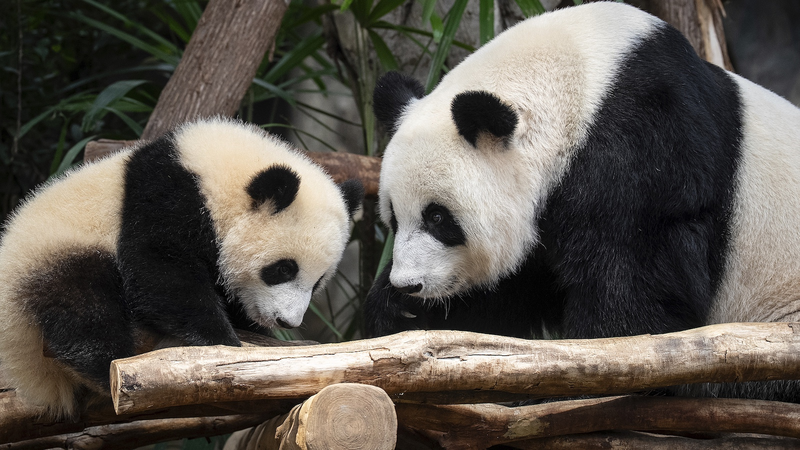 Hong_Kong_Welcomes_Twin_Giant_Panda_Cubs_Jia_Jia_and_De_De