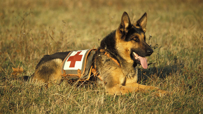 Honoring_Animal_Model_Workers__Guide_Dogs_on_Labor_Day - My Global News: Voices of a New Era Honoring_Animal_Model_Workers__Guide_Dogs_on_Labor_Day