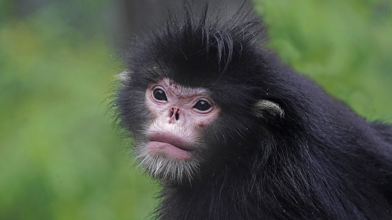 Infrared_Cameras_Reveal_71_Wildlife_Species_in_Yunnan_s_Gaoligongshan_Reserve video poster