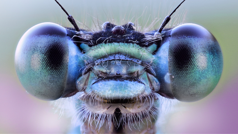 Insect_Inspired_AI_Vision_Breakthrough_in_Microscopy
