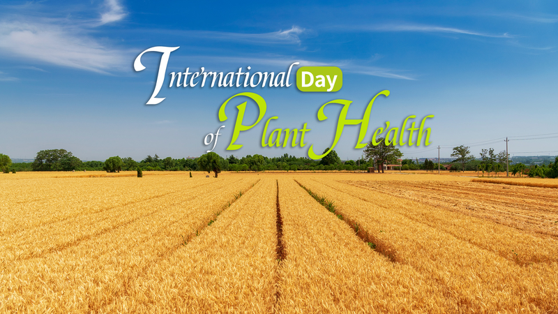 International_Day_of_Plant_Health__Why_It_Matters - My Global News: Voices of a New Era International_Day_of_Plant_Health__Why_It_Matters