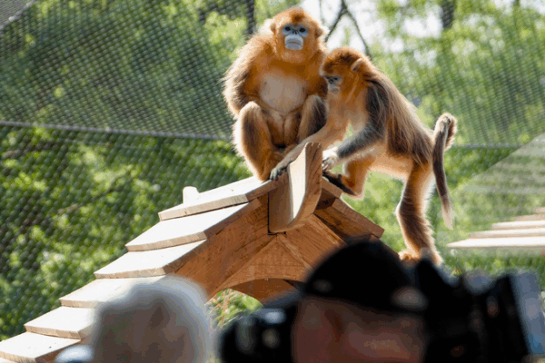 Golden Snub-nosed Monkeys Debut at France’s Beauval Zoo Golden Snub-nosed Monkeys Debut at France’s Beauval Zoo
