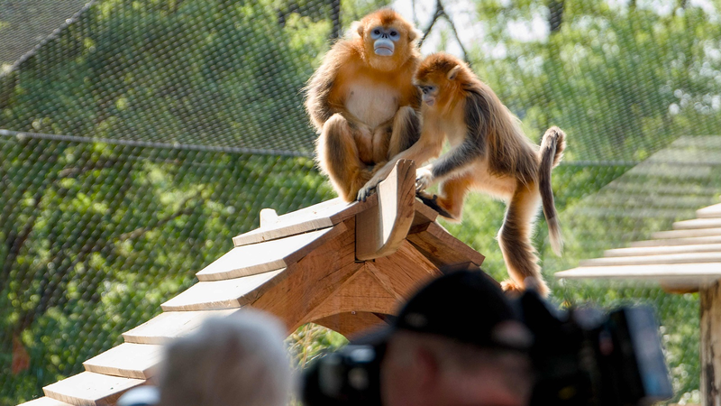 Golden Snub-nosed Monkeys Debut at France’s Beauval Zoo
