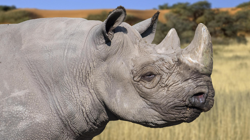 Kenya Begins Translocation of 21 Black Rhinos to Boost Conservation Kenya_Begins_Translocation_of_21_Black_Rhinos_to_Boost_Conservation