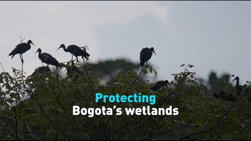 How Bogota’s Wetlands Could Secure the City’s Water Future video poster
