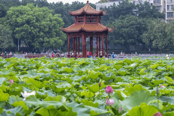 Lotus Blooms Turn Wuzhou’s Pantang Park into a Summer Haven Lotus_Blooms_Turn_Wuzhou_s_Pantang_Park_into_a_Summer_Haven
